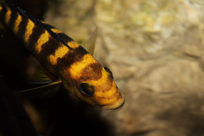 Pseudotropheus crabro